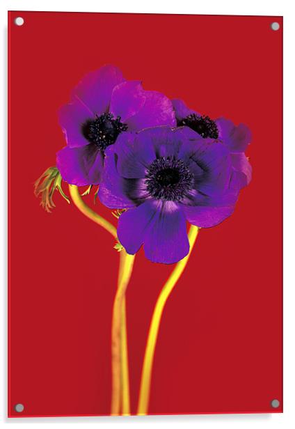 Purple on Red Acrylic by David Hare