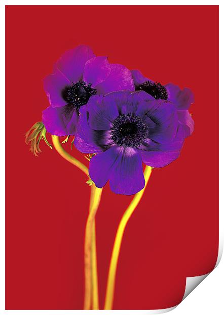 Purple on Red Print by David Hare