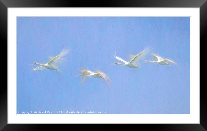 Swan Art Panorama  Framed Mounted Print by David Pyatt