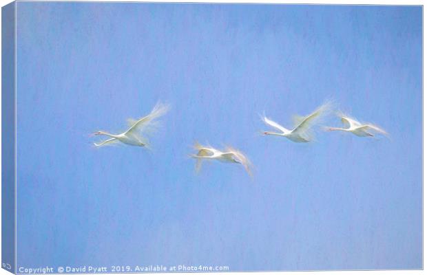 Swans Flying Art  Canvas Print by David Pyatt