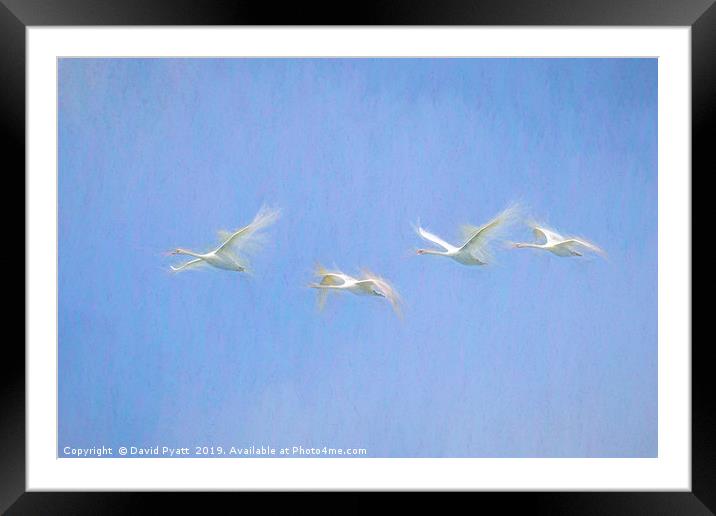 Swans Flying Art  Framed Mounted Print by David Pyatt