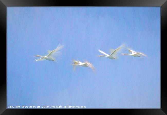Swans Flying Art  Framed Print by David Pyatt