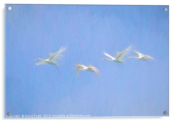Swans Flying Art  Acrylic by David Pyatt