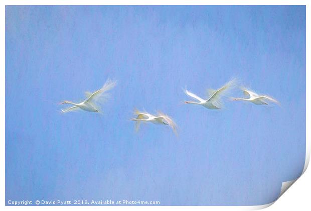 Swans Flying Art  Print by David Pyatt