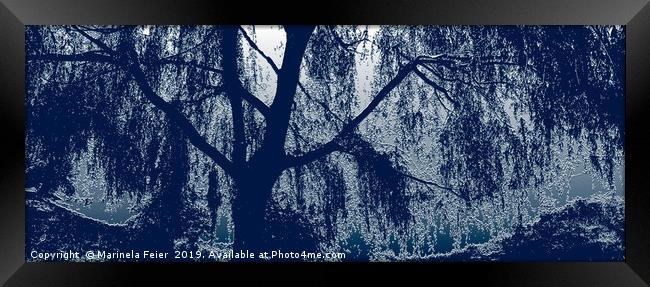 Willow in blue Framed Print by Marinela Feier