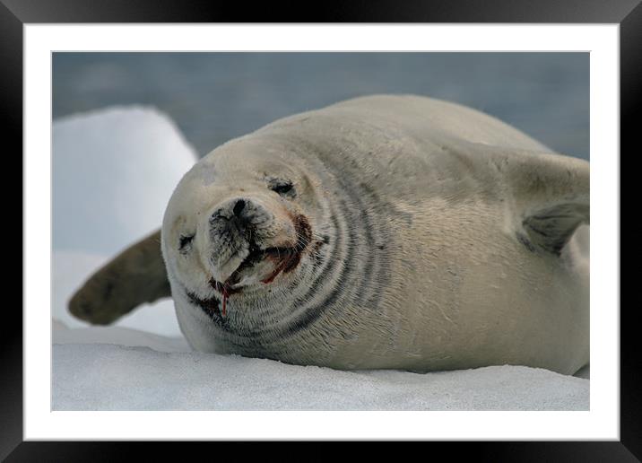 Crabeater Seal Framed Mounted Print by Ruth Hallam