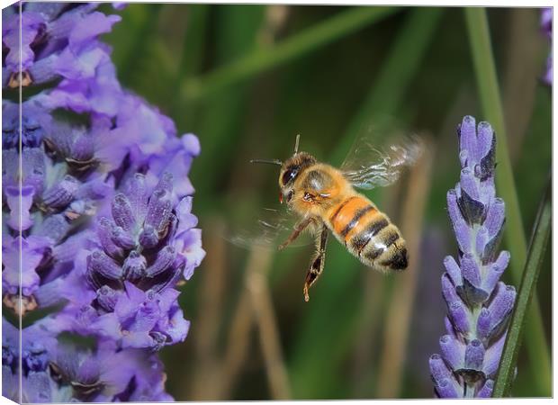 Bee flying in lavender Canvas Print by David Belcher