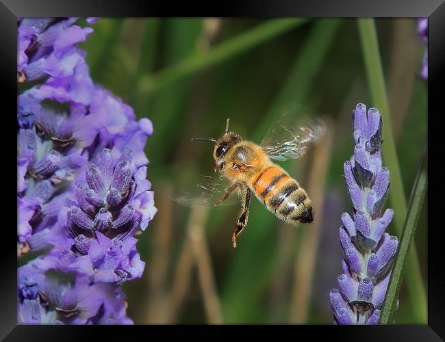 Bee flying in lavender Framed Print by David Belcher