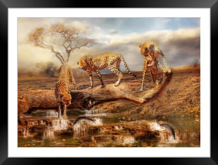 Cheetah Trio Framed Mounted Print by Trudi Simmonds