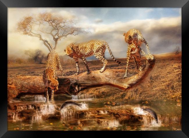 Cheetah Trio Framed Print by Trudi Simmonds