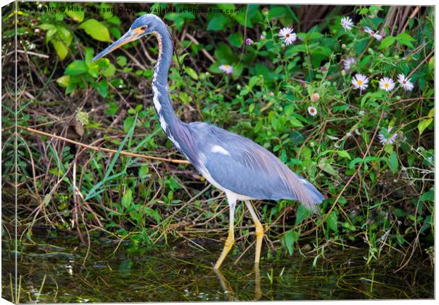 Tricolored Heron Hunting Canvas Print by Mike Dawson