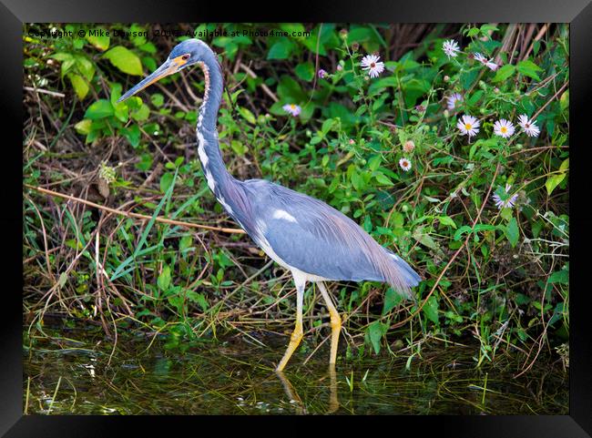 Tricolored Heron Hunting Framed Print by Mike Dawson