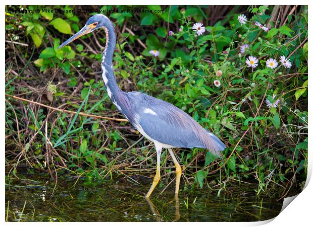 Tricolored Heron Hunting Print by Mike Dawson
