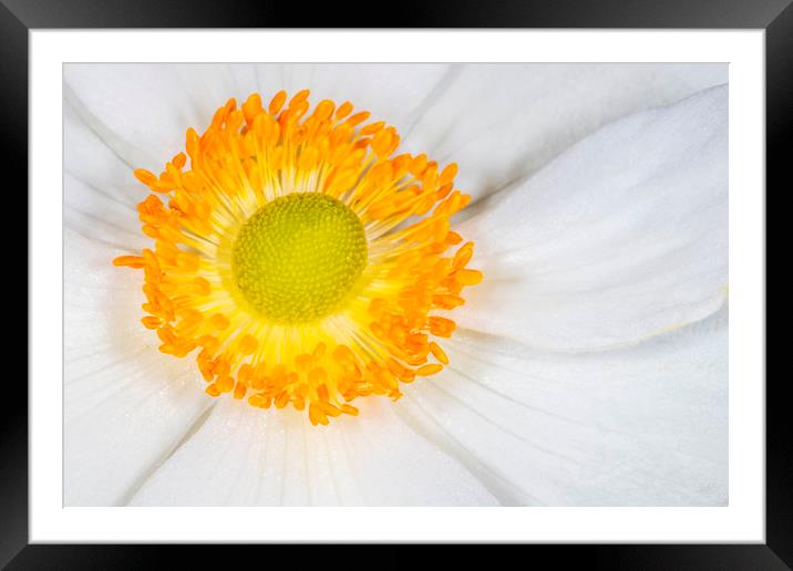 WHITE  COSMOS FLOWER WITH ORANGE CENTRE Framed Mounted Print by DAVID SAUNDERS