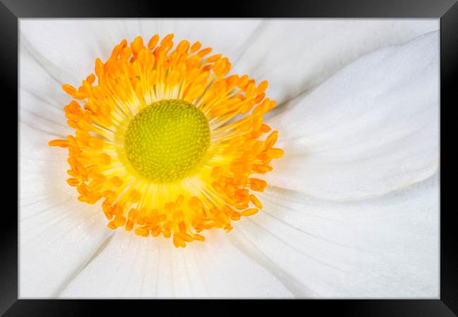 WHITE  COSMOS FLOWER WITH ORANGE CENTRE Framed Print by DAVID SAUNDERS