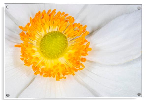 WHITE  COSMOS FLOWER WITH ORANGE CENTRE Acrylic by DAVID SAUNDERS