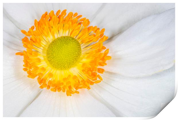 WHITE  COSMOS FLOWER WITH ORANGE CENTRE Print by DAVID SAUNDERS