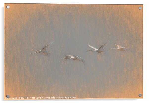 Swans Flying Leonardo da Vinci Acrylic by David Pyatt