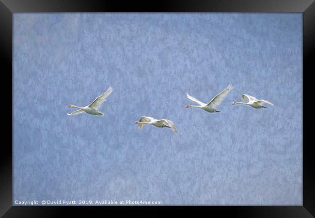 Flying Swans Art Framed Print by David Pyatt