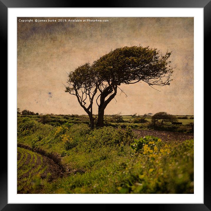 Square format - Irish tree. Framed Mounted Print by james burke