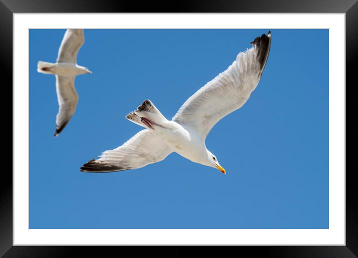 Flying Gulls Framed Mounted Print by Arterra 
