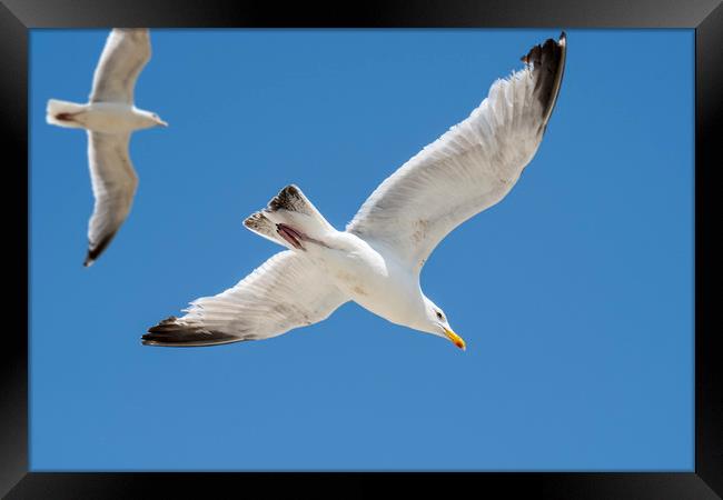 Flying Gulls Framed Print by Arterra 