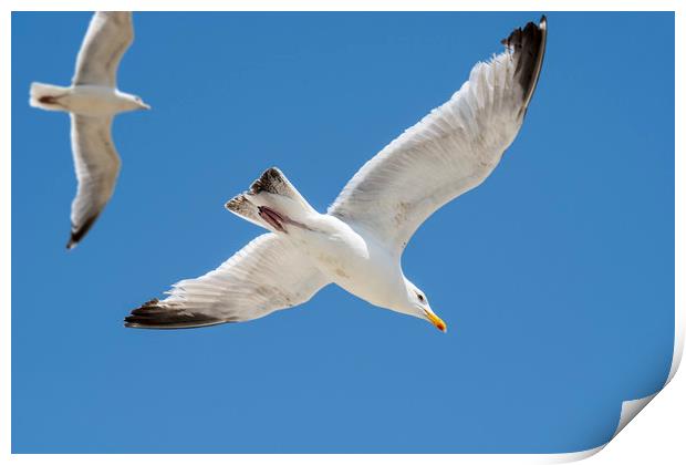 Flying Gulls Print by Arterra 