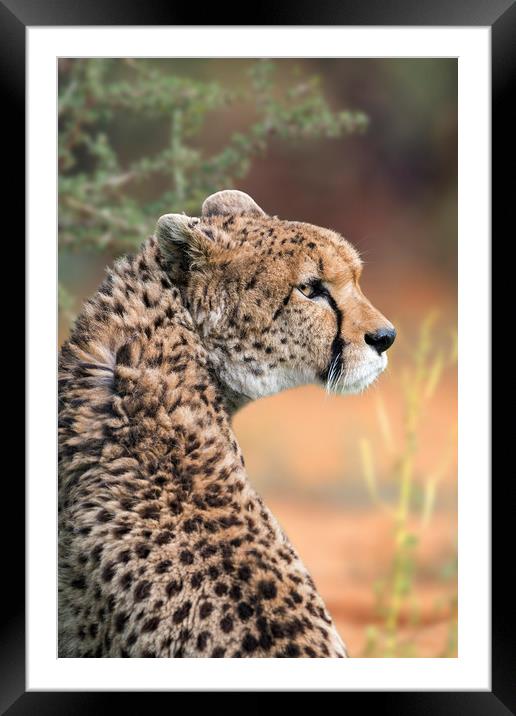 Sudan Cheetah Framed Mounted Print by Arterra 