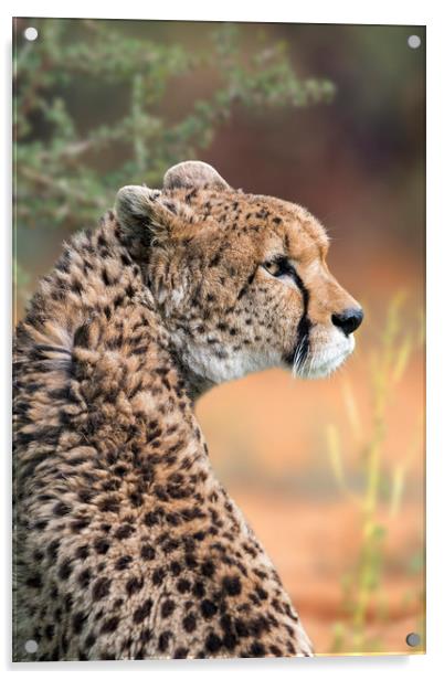 Sudan Cheetah Acrylic by Arterra 