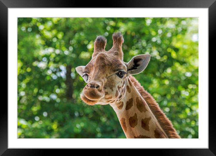 Kordofan Giraffe Framed Mounted Print by Arterra 