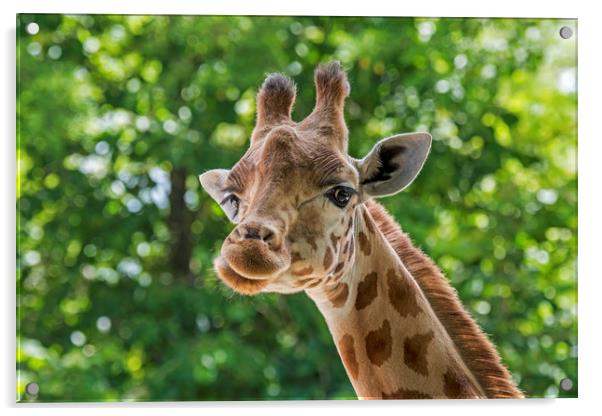 Kordofan Giraffe Acrylic by Arterra 