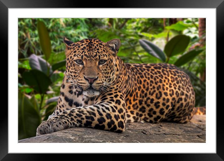 Javan Leopard Framed Mounted Print by Arterra 
