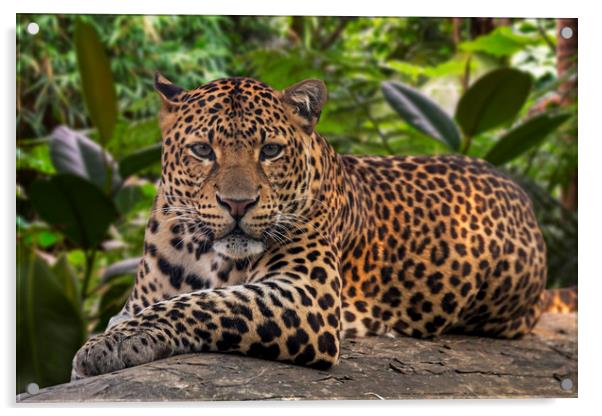 Javan Leopard Acrylic by Arterra 