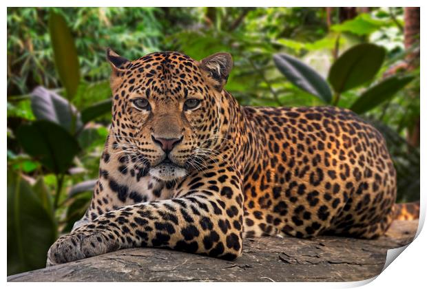 Javan Leopard Print by Arterra 