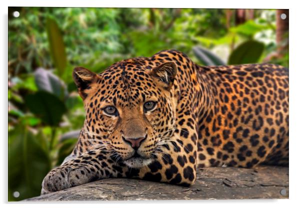 Sleepy Leopard Acrylic by Arterra 