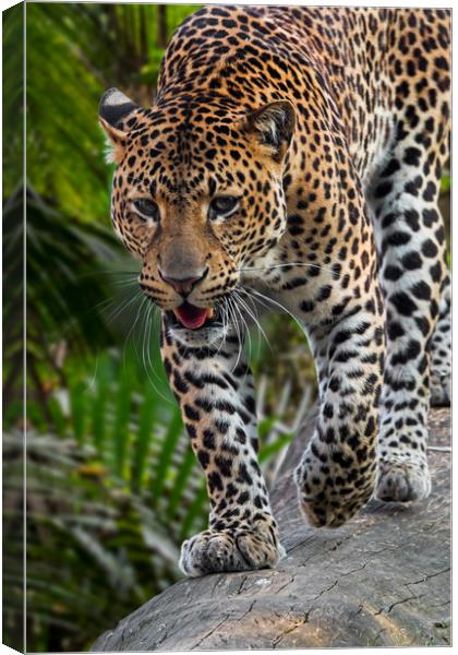 Hunting Leopard Canvas Print by Arterra 