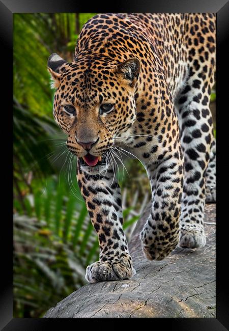 Hunting Leopard Framed Print by Arterra 