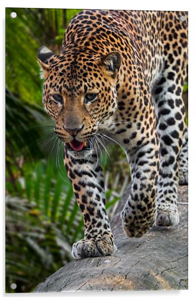 Hunting Leopard Acrylic by Arterra 