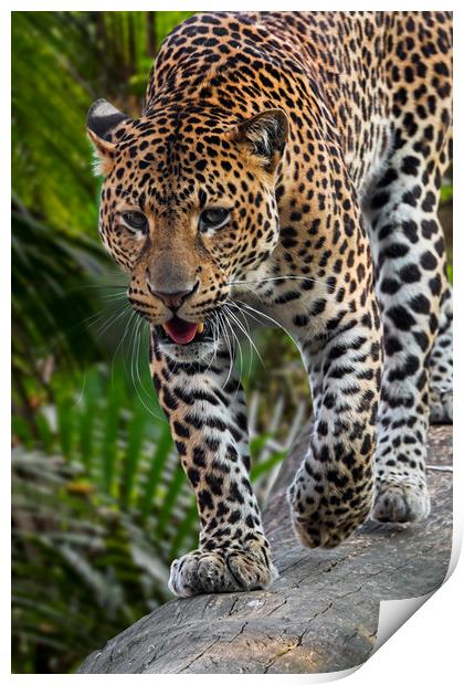 Hunting Leopard Print by Arterra 