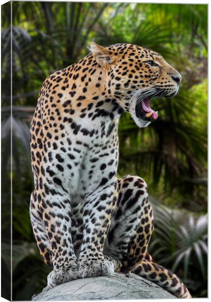 Roaring Leopard Canvas Print by Arterra 