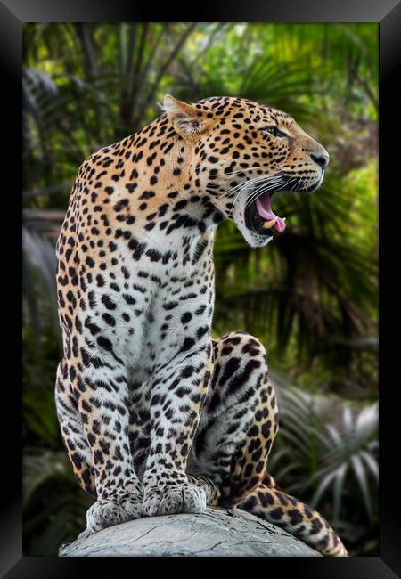 Roaring Leopard Framed Print by Arterra 
