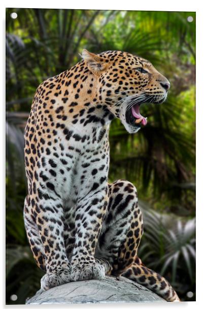 Roaring Leopard Acrylic by Arterra 