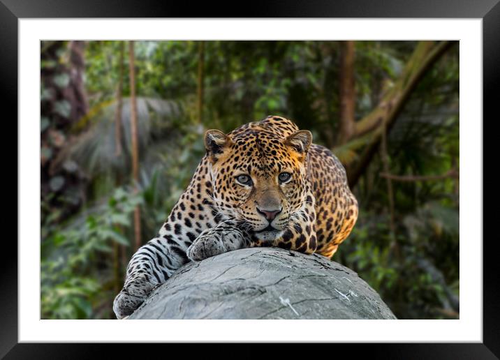 King of the Jungle Framed Mounted Print by Arterra 