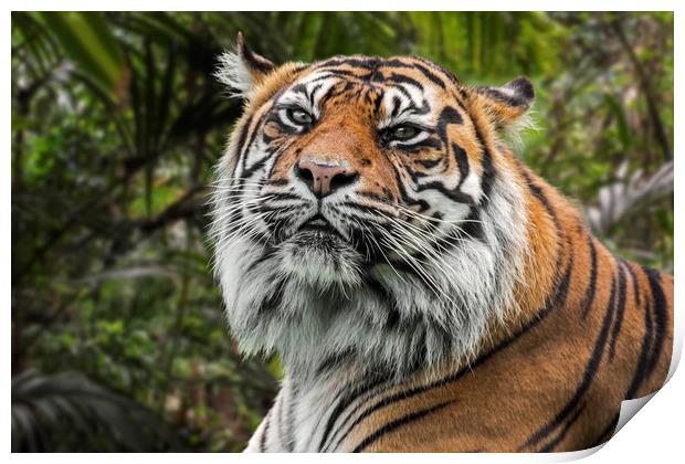 Sumatran Tiger Print by Arterra 