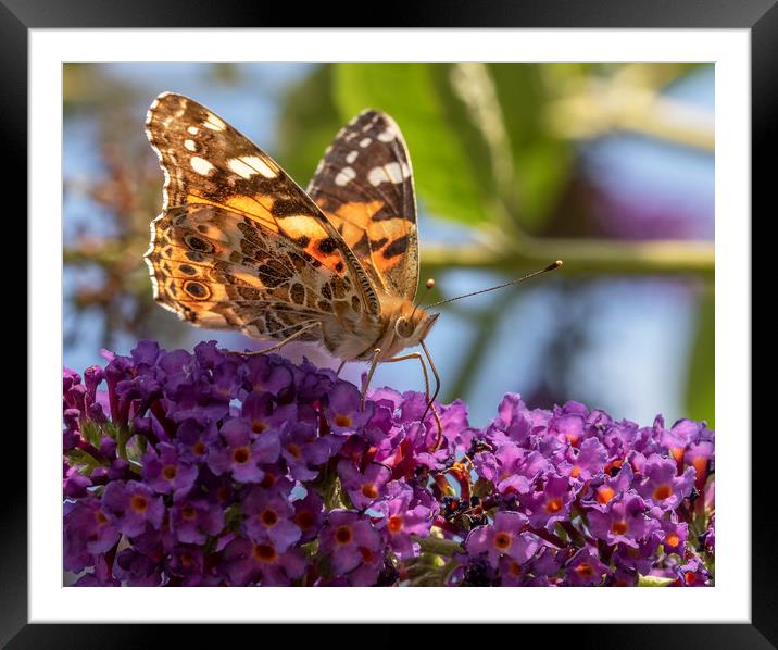 The Painted Lady Framed Mounted Print by Jonathan Thirkell