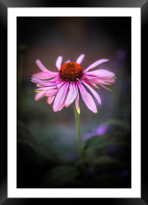 Withering Beauty Framed Mounted Print by Mike Evans