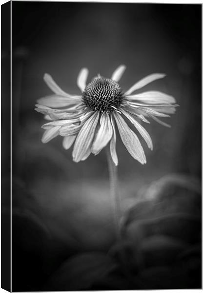 Withering Beauty - In Black and White. Canvas Print by Mike Evans
