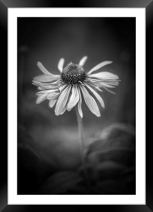 Withering Beauty - In Black and White. Framed Mounted Print by Mike Evans