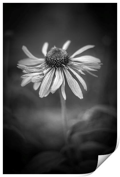 Withering Beauty - In Black and White. Print by Mike Evans