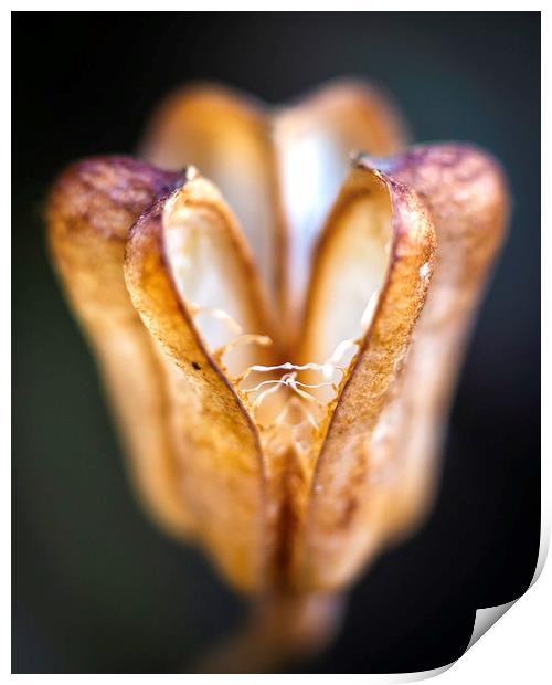 Snake's Head Fritillary - Seed Pod Print by Mike Evans